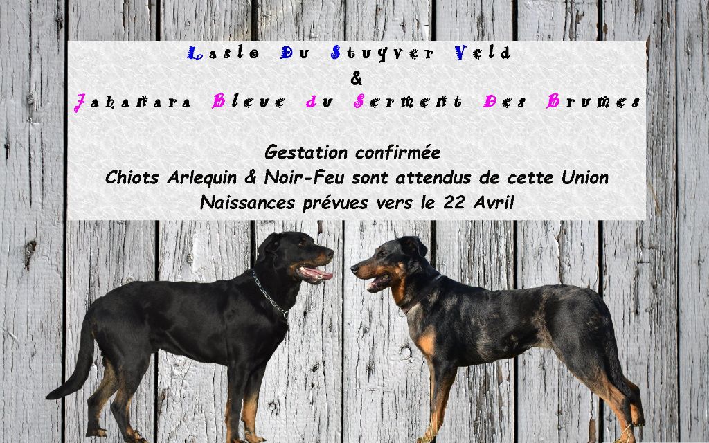 Gestation Confirmée !